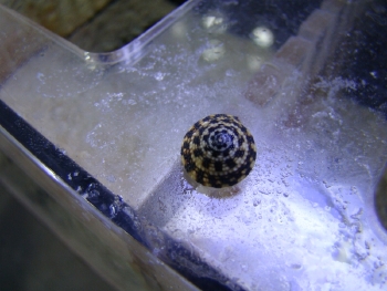  Heliacus areola (Box Snail, Sundial Snail)
